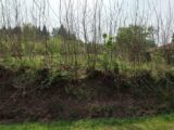 Maison à construire à La Milesse (72650) 2194001-6170annonce120250616GHesV.jpeg Maine Construction